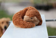 Axol & Friends - Pangolin Plush - 4lbs Weighted